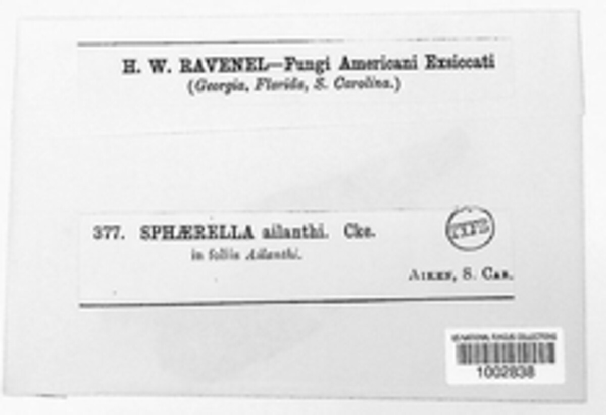Sphaerella ailanthi image